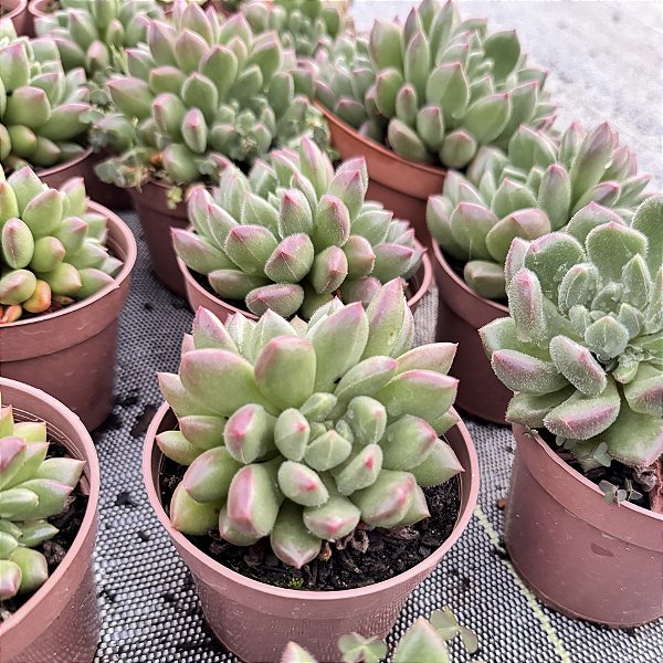 Echeveria Frida Kahlo Pote 11