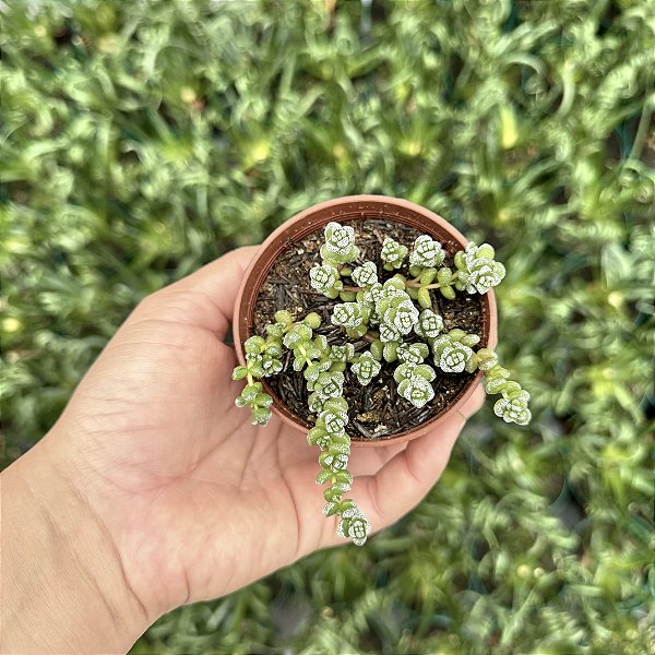 Crassula Corallina Pote 9
