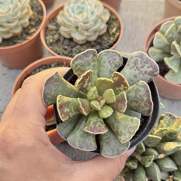 Adromischus Cooperii (pata De Tartaruga) Pote 9