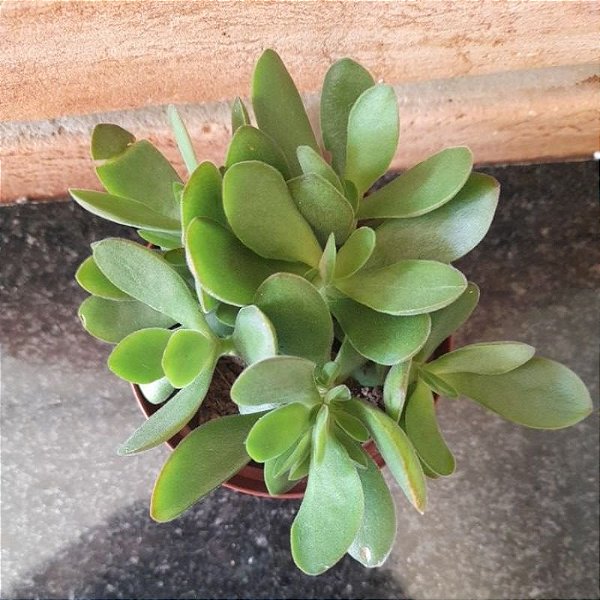 Crassula Money Maker pote 11