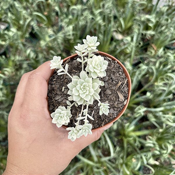 Echeveria Prolífica Variegata - Pote 11