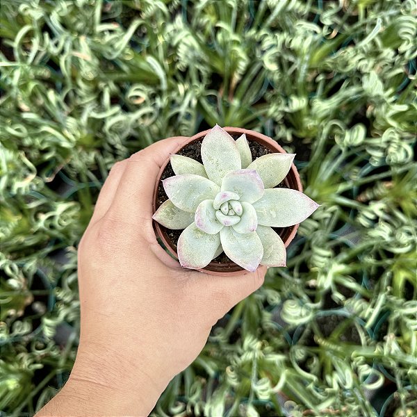 Echeveria Colorata Tapalpa Pote 9