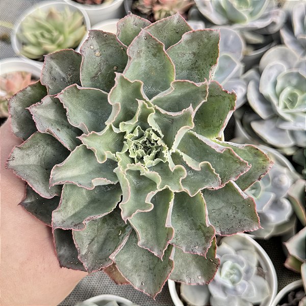 Echeveria Susan Pote 9