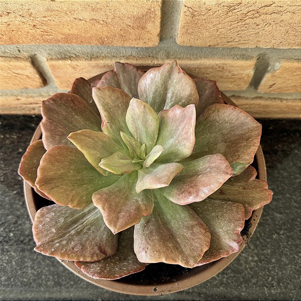 Echeveria Diamond State Cuia 21