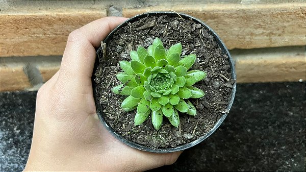 Sempervivum Ciliosum - pote 11