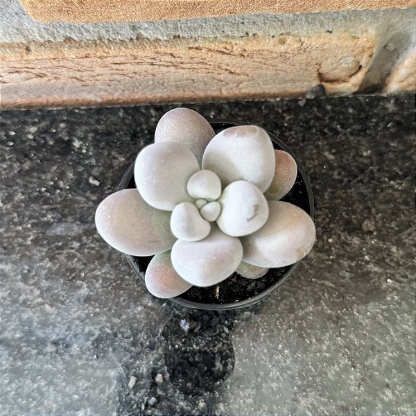 Graptopetalum Amethystinum Pote 6