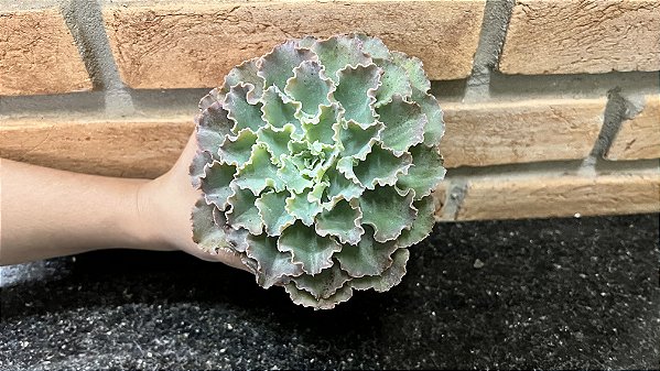 Echeveria Dorothy Espanha Pote 11