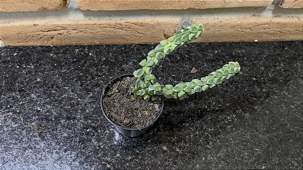 Peperomia Columella pote 6