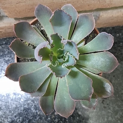Echeveria Neon Breakers Pote 11