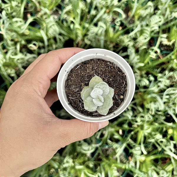 Adromischus Leucophyllus Pote 9