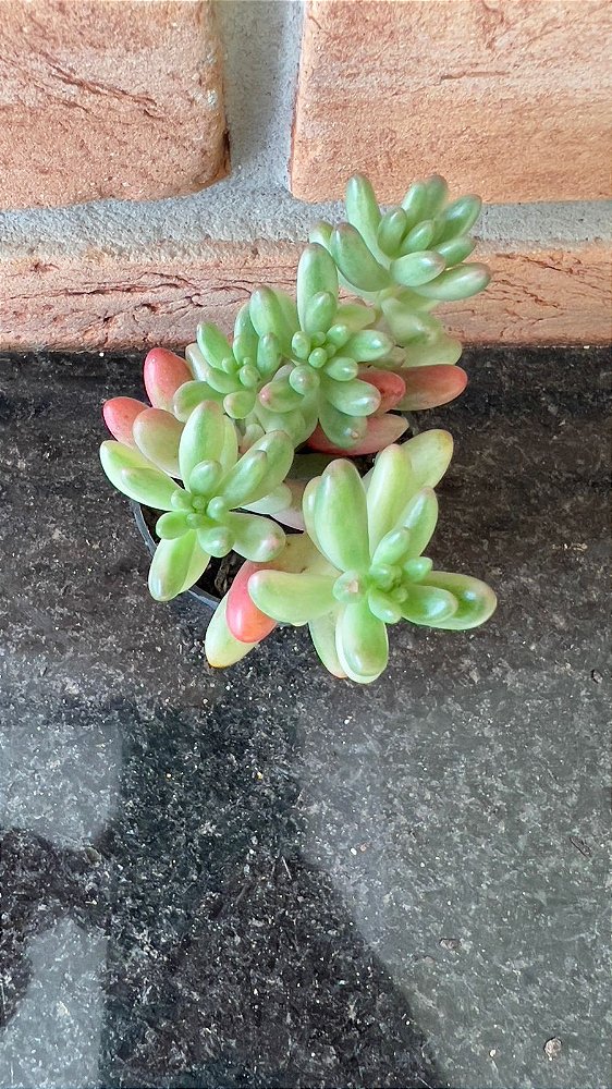 Sedum Aurora Pote 6