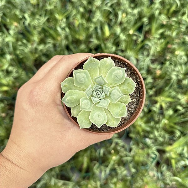 Echeveria Hiarium Pote 9