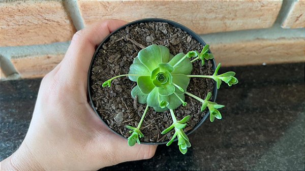 Orostachys malacophylla pote 11