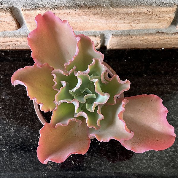 Echeveria Aquarius Red cuia 13