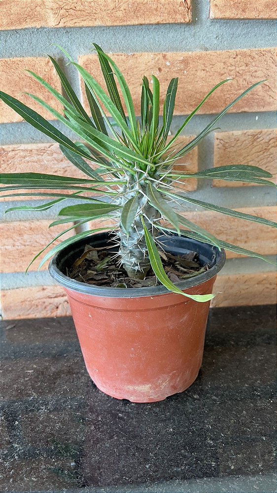 Pachypodium Lamerei pote 14 (Palmeira de Madagascar)