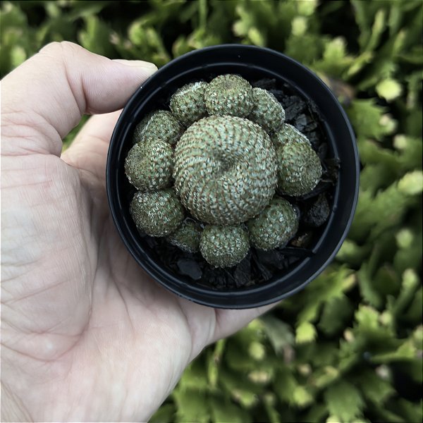 Rebutia Heliosa Var. Theresae Pote 9