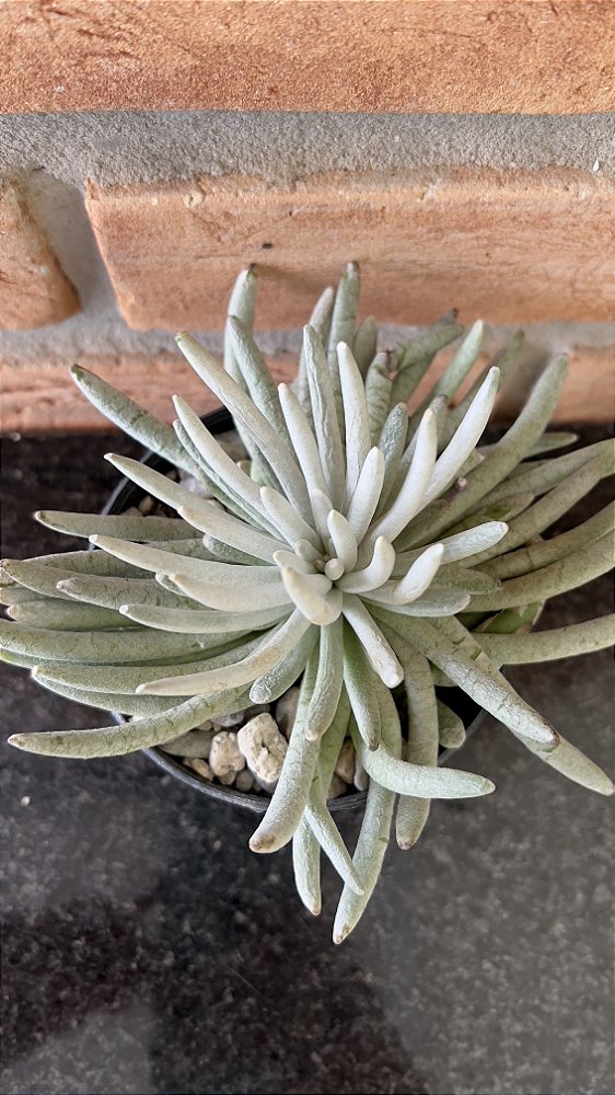 Senecio Scaposus pote 11