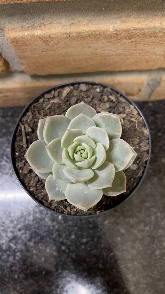 Graptoveria Titubans Pote 11