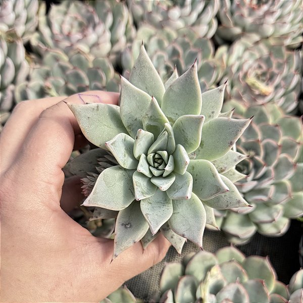 Echeveria Subalpina Pote 9