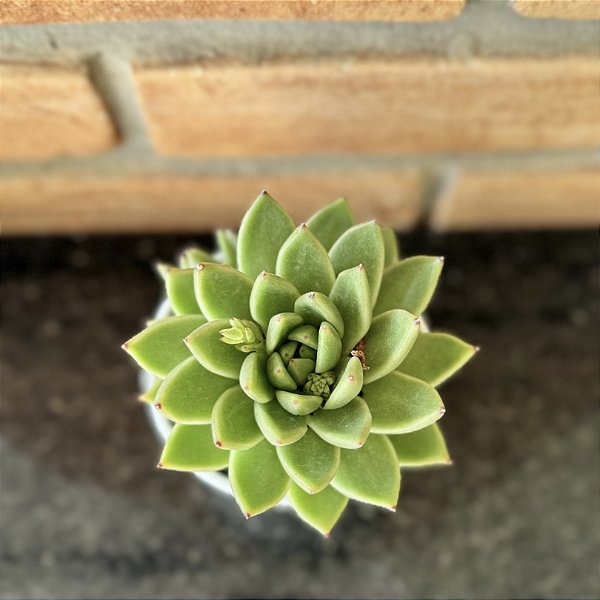 Echeveria Agavoides Estrela Pote 11
