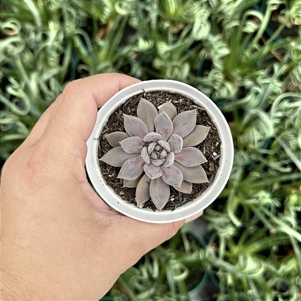 Echeveria Craigiana Pote 9