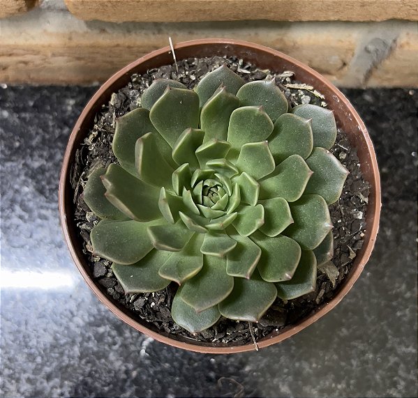 Echeveria Olívia pote 11