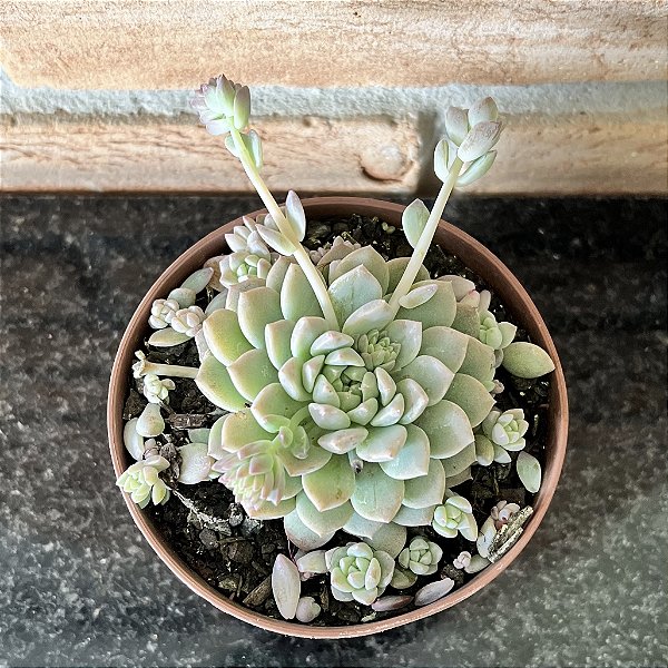 Echeveria Prolífica pote 11