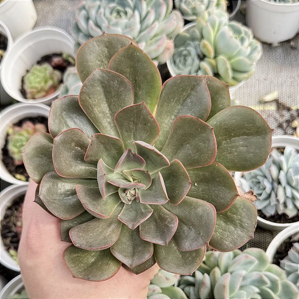 Echeveria Lilleia Pote 9