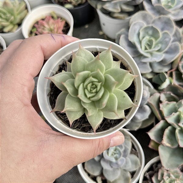 Echeveria Red Flame Pote 9