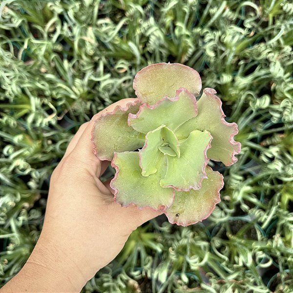 Echeveria Can Can Pote 9
