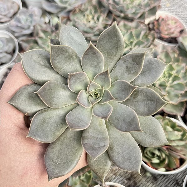Echeveria Chloe Pote 9