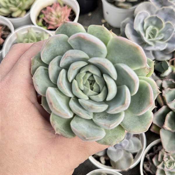 Echeveria Premera Pote 9