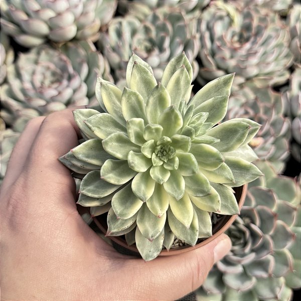 Echeveria Green Emerald Variegata Pote 9