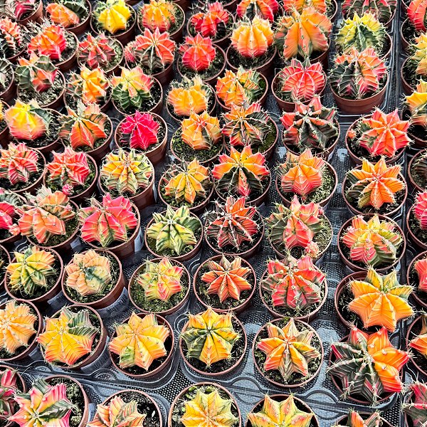 Cacto Gymnocalycium Mihanovichii Variegata Pote 6
