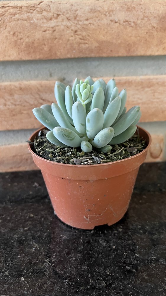 Pachyveria Clavifolia pote 11