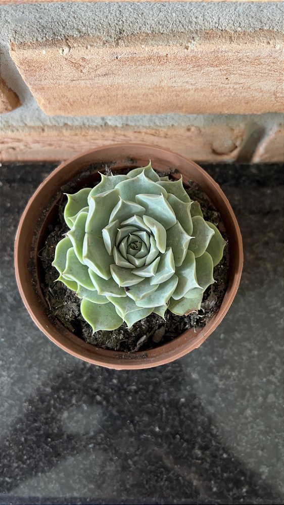 Echeveria Hyalina Pote 11