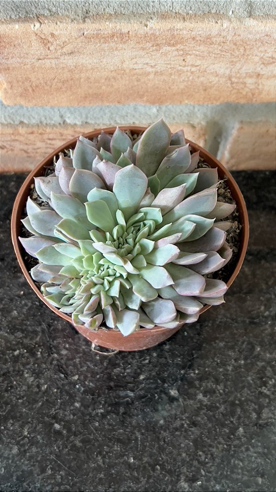Echeveria Brisa Cristata Pote 11