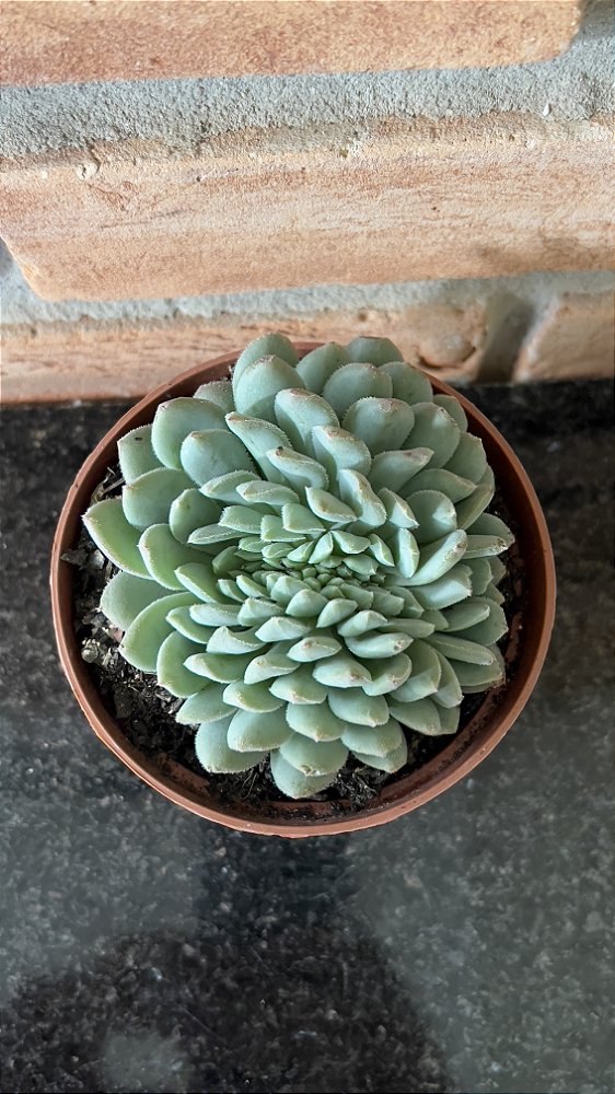 Echeveria Humberto Vila Cristata Pote 11