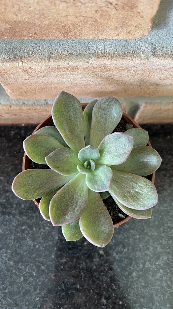 Echeveria Híbrida De Ness Pote 11