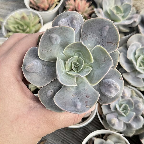 Echeveria Rosaura Pote 9