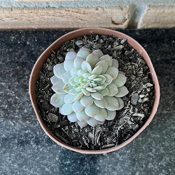Graptoveria Super Primavera Cristata Pote 11