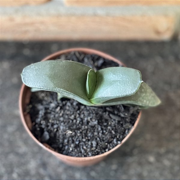 Gasteria Nítida Var Armstrongii Pote 11