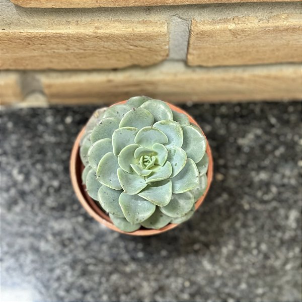Echeveria Swirl Pote 9