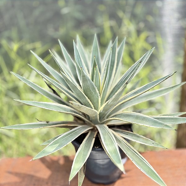 Agave Angustifolia (piteira Do Caribe) - Pote 24