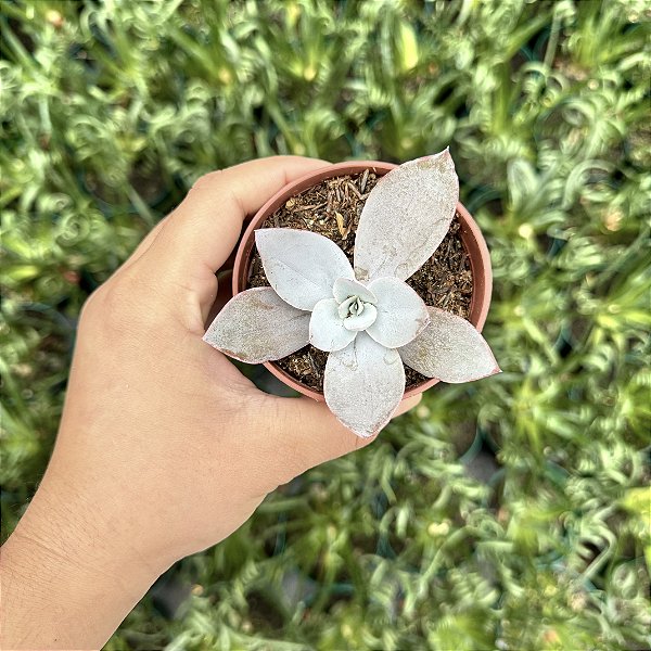 Echeveria Cante Pote 9
