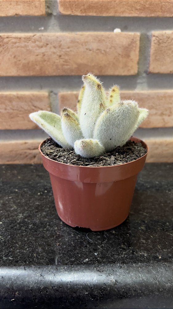 Kalanchoe Tomentosa Chocolate Soldier pote 11