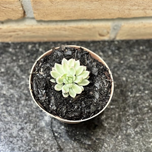 Echeveria Mebina Variegata Pote 09