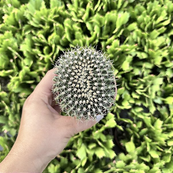 Cacto Gymnocalycium Mihanovichii Cristata Pote 9