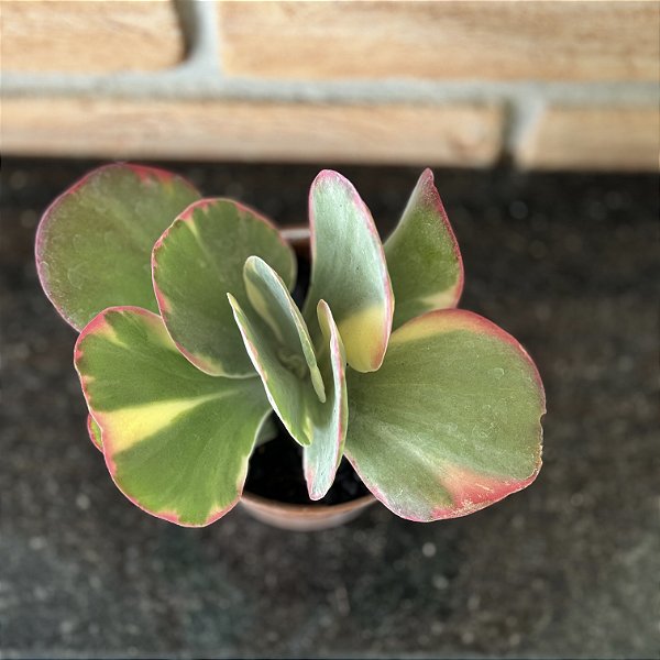 Kalanchoe Fantastic Pote 11