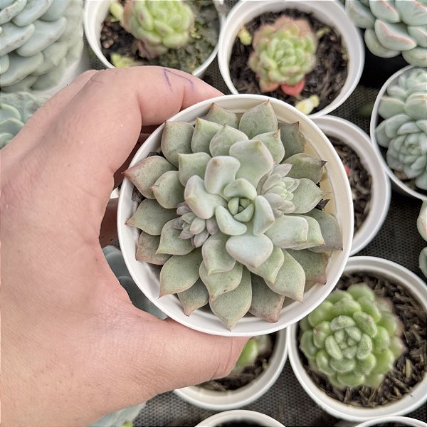 Graptoveria Orange Sherbet (korean) Pote 9